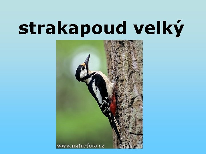 strakapoud velký strakapoud velký