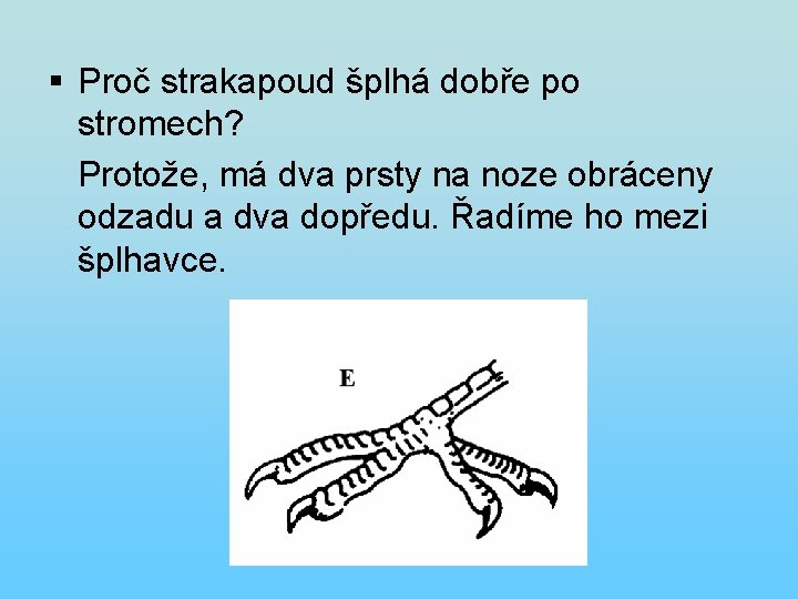 § Proč strakapoud šplhá dobře po stromech? Protože, má dva prsty na noze obráceny § Proč strakapoud šplhá dobře po stromech? Protože, má dva prsty na noze obráceny