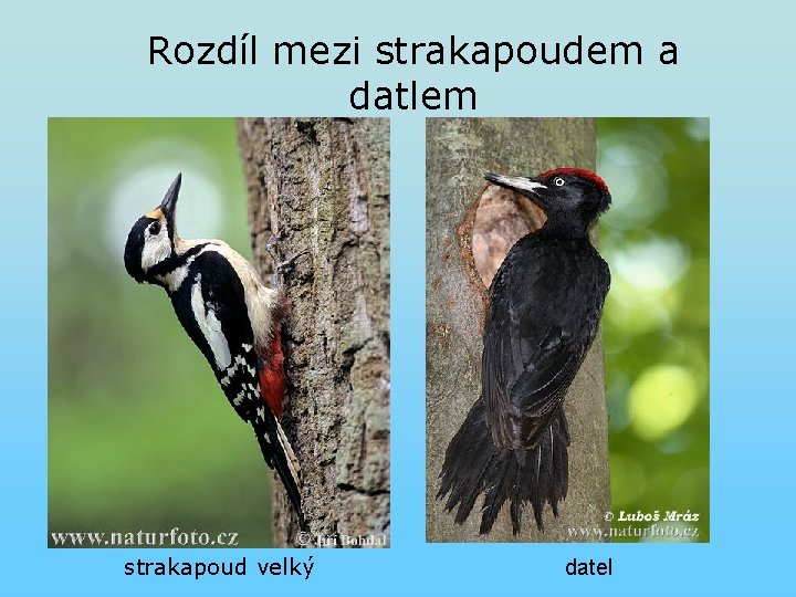 Rozdíl mezi strakapoudem a datlem strakapoud velký datel Rozdíl mezi strakapoudem a datlem strakapoud velký datel