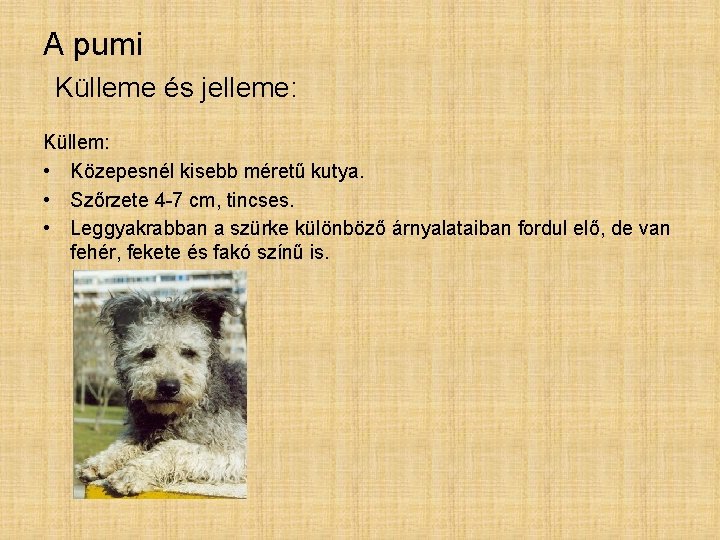 A pumi Külleme és jelleme: Küllem: • Közepesnél kisebb méretű kutya. • Szőrzete 4