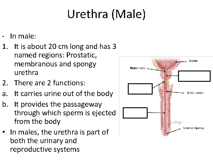 Urethra (Male) - In male: 1. It is about 20 cm long and has