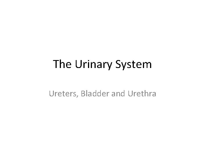 The Urinary System Ureters, Bladder and Urethra 