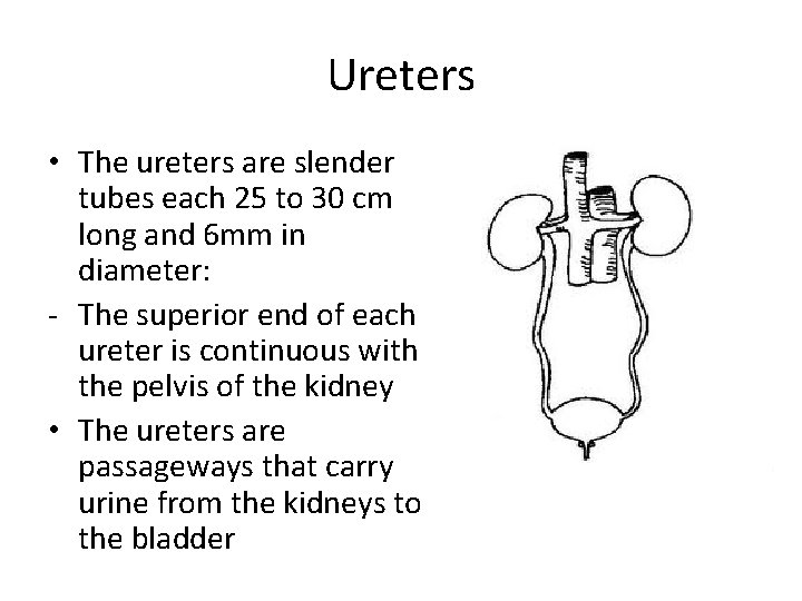 Ureters • The ureters are slender tubes each 25 to 30 cm long and