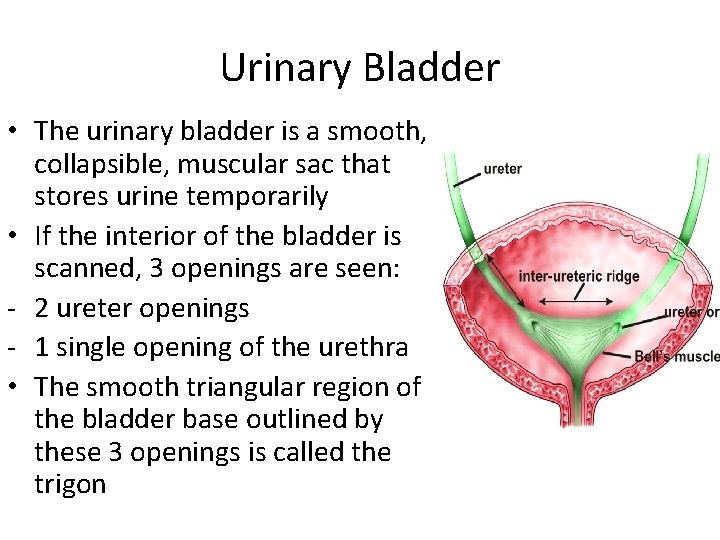 Urinary Bladder • The urinary bladder is a smooth, collapsible, muscular sac that stores