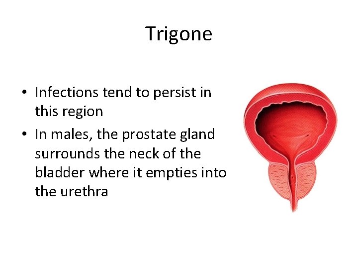 Trigone • Infections tend to persist in this region • In males, the prostate