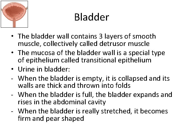 Bladder • The bladder wall contains 3 layers of smooth muscle, collectively called detrusor