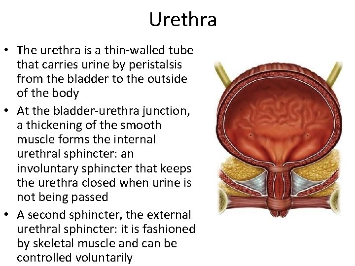 Urethra • The urethra is a thin-walled tube that carries urine by peristalsis from