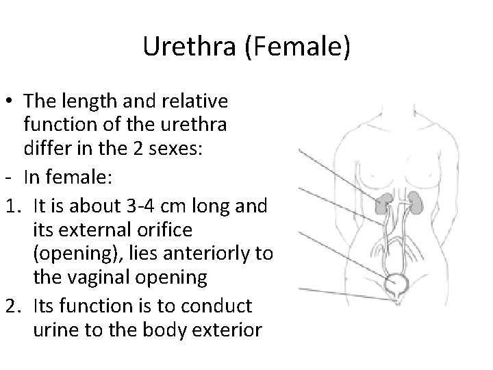 Urethra (Female) • The length and relative function of the urethra differ in the