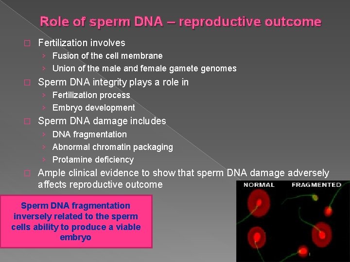 Role of sperm DNA – reproductive outcome � Fertilization involves › Fusion of the