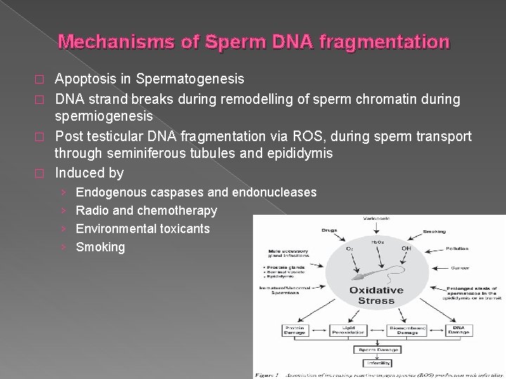 Mechanisms of Sperm DNA fragmentation Apoptosis in Spermatogenesis � DNA strand breaks during remodelling