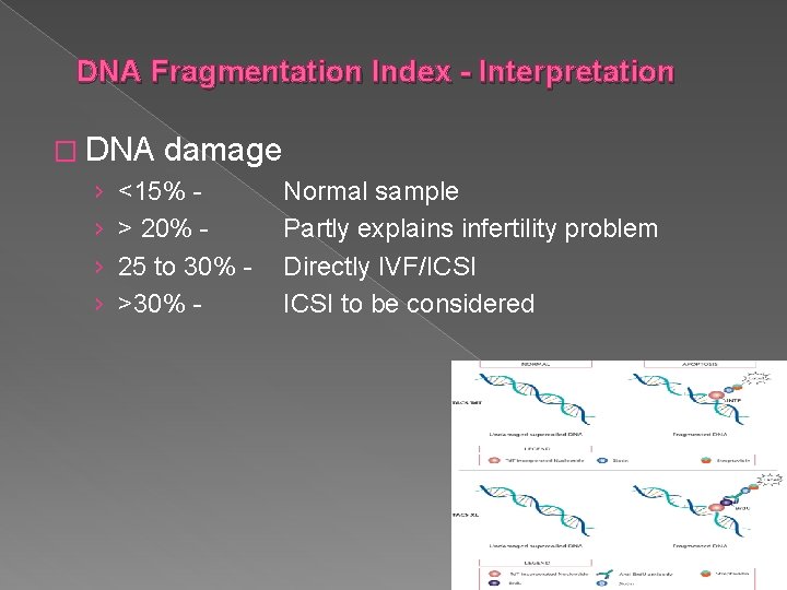DNA Fragmentation Index - Interpretation � DNA damage › <15% Normal sample › >