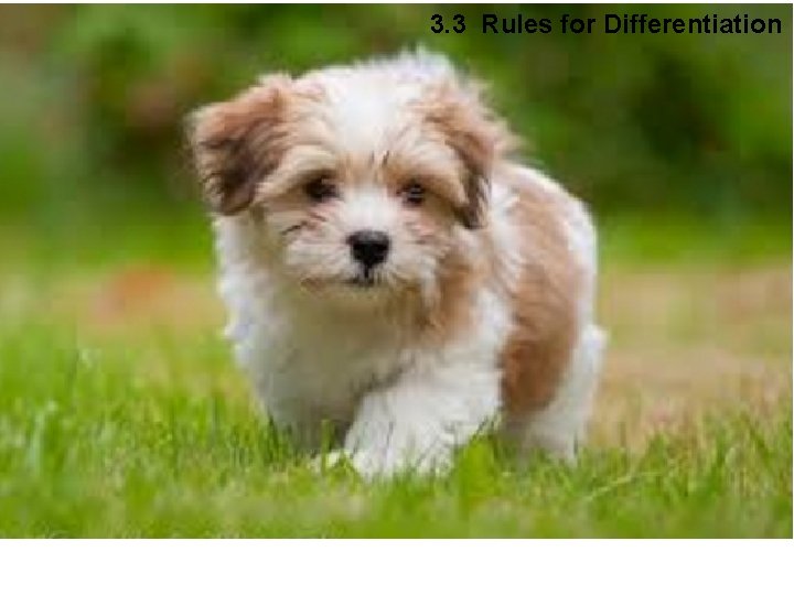 3. 3 Rules for Differentiation 