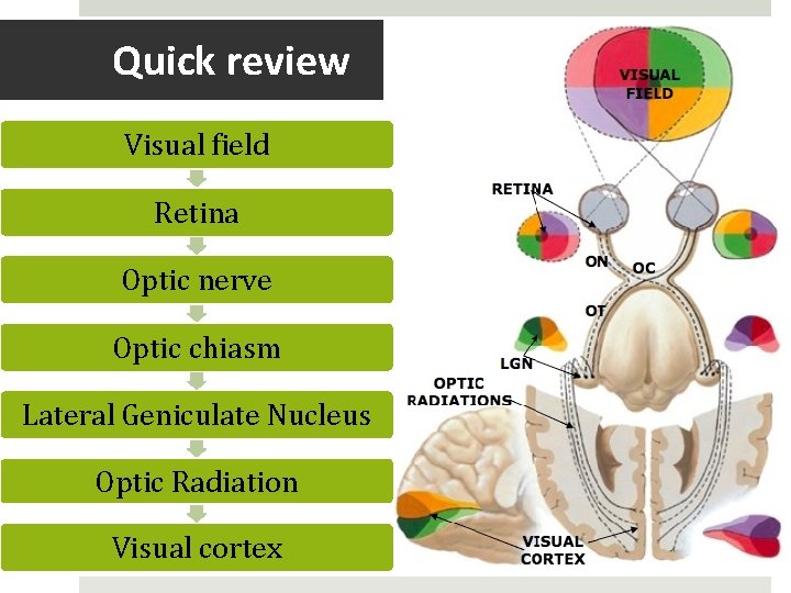 Quick review Visual field Retina Optic nerve Optic chiasm Lateral Geniculate Nucleus Optic Radiation