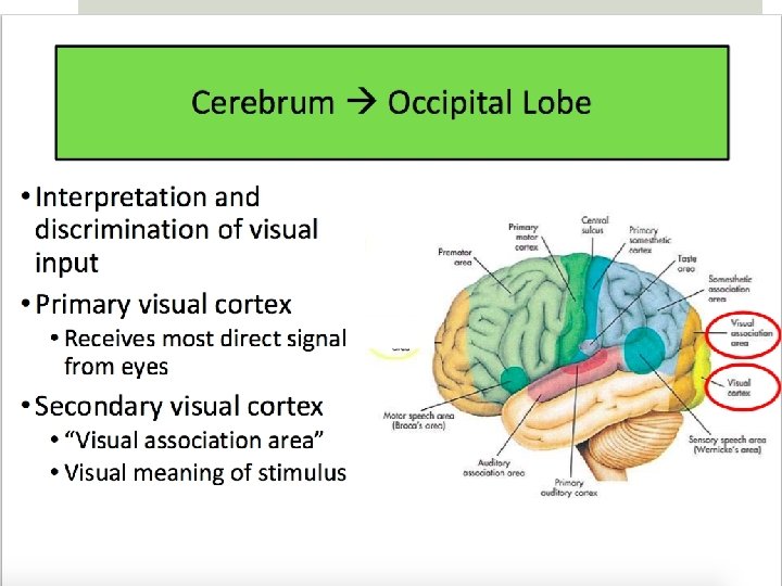 Visual Cortex 