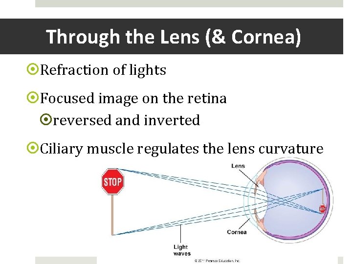 Through the Lens (& Cornea) Refraction of lights Focused image on the retina reversed