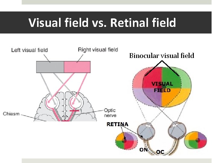 Visual field vs. Retinal field Binocular visual field 