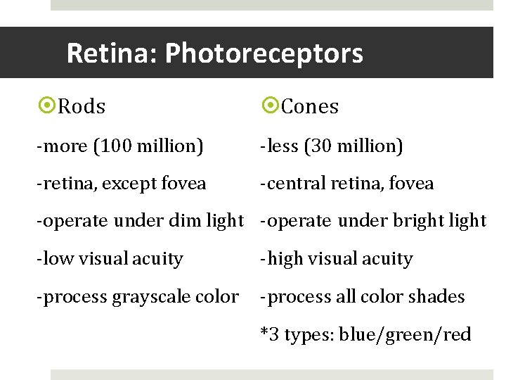 Retina: Photoreceptors Rods Cones -more (100 million) -less (30 million) -retina, except fovea -central