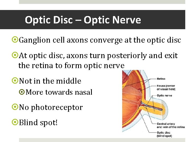 Optic Disc – Optic Nerve Ganglion cell axons converge at the optic disc At