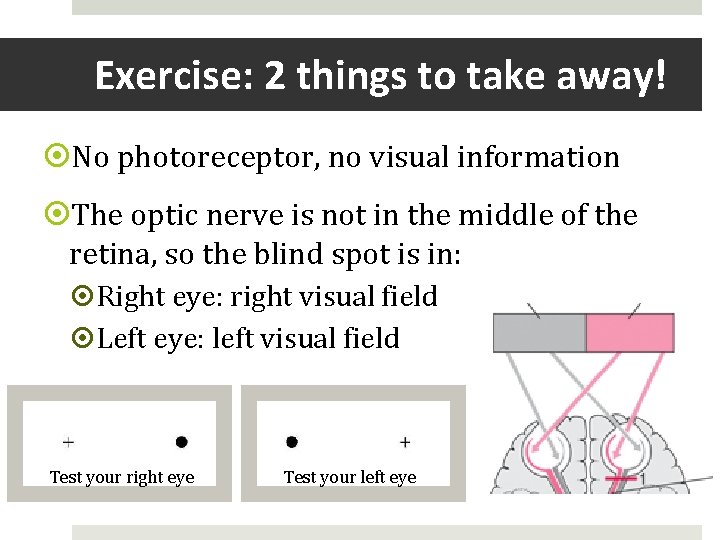 Exercise: 2 things to take away! No photoreceptor, no visual information The optic nerve