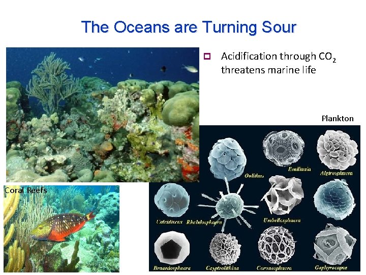 The Oceans are Turning Sour p Acidification through CO 2 threatens marine life Plankton