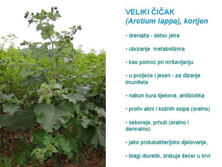 VELIKI ČIČAK (Arctium lappa), korijen • drenaža - detox jetre • ubrzanje metabolizma •