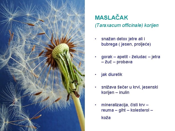 MASLAČAK (Taraxacum officinale) korijen • snažan detox jetre ali i bubrega ( jesen, proljeće)