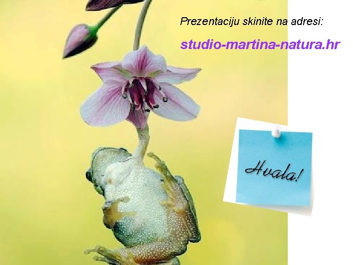 Prezentaciju skinite na adresi: studio-martina-natura. hr 