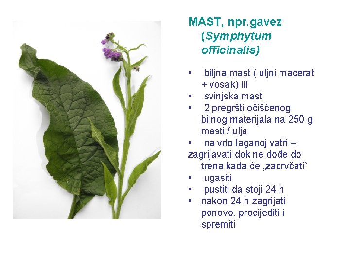 MAST, npr. gavez (Symphytum officinalis) • biljna mast ( uljni macerat + vosak) ili
