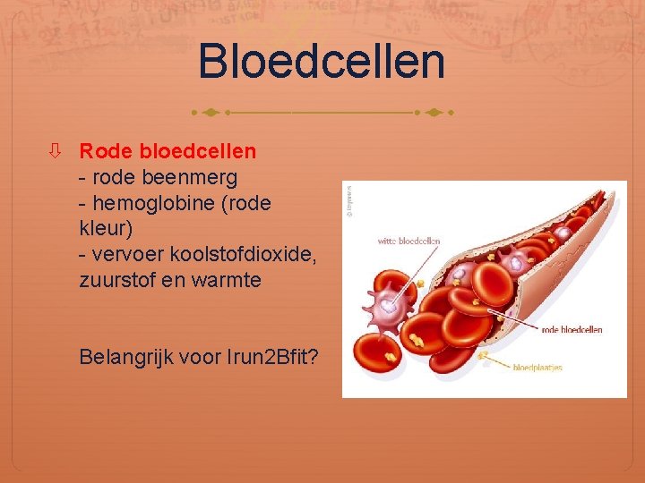 Bloedcellen Rode bloedcellen - rode beenmerg - hemoglobine (rode kleur) - vervoer koolstofdioxide, zuurstof