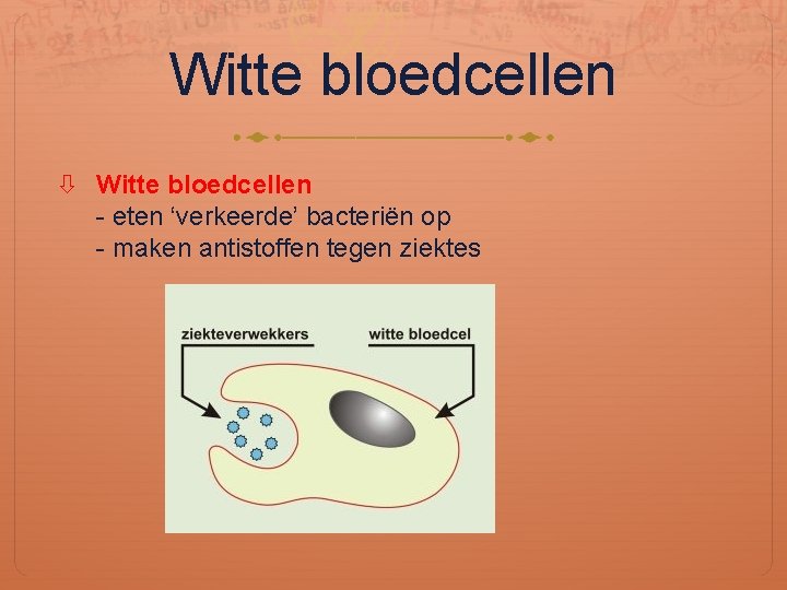 Witte bloedcellen - eten ‘verkeerde’ bacteriën op - maken antistoffen tegen ziektes 