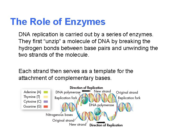 The Role of Enzymes DNA replication is carried out by a series of enzymes.