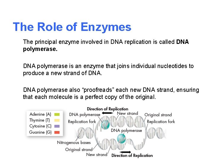 The Role of Enzymes The principal enzyme involved in DNA replication is called DNA