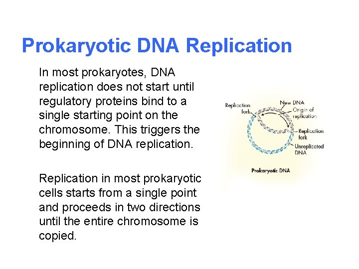Prokaryotic DNA Replication In most prokaryotes, DNA replication does not start until regulatory proteins