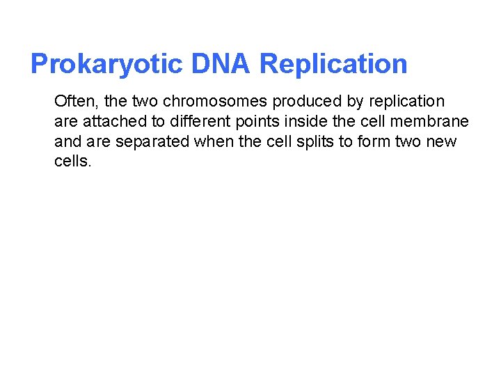 Prokaryotic DNA Replication Often, the two chromosomes produced by replication are attached to different
