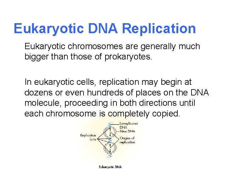 Eukaryotic DNA Replication Eukaryotic chromosomes are generally much bigger than those of prokaryotes. In