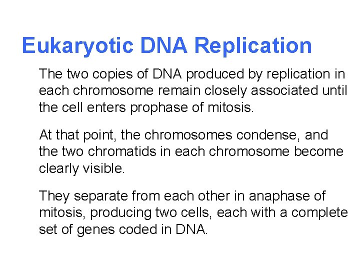 Eukaryotic DNA Replication The two copies of DNA produced by replication in each chromosome