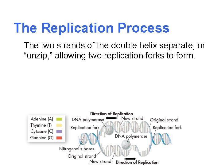The Replication Process The two strands of the double helix separate, or “unzip, ”