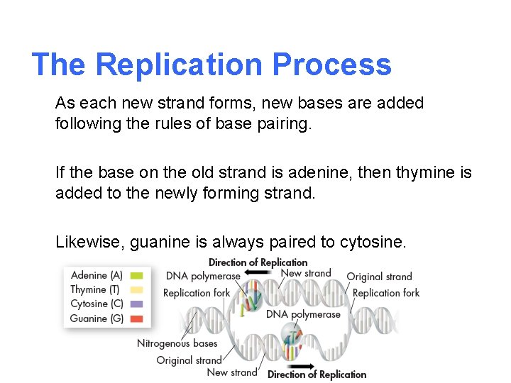 The Replication Process As each new strand forms, new bases are added following the