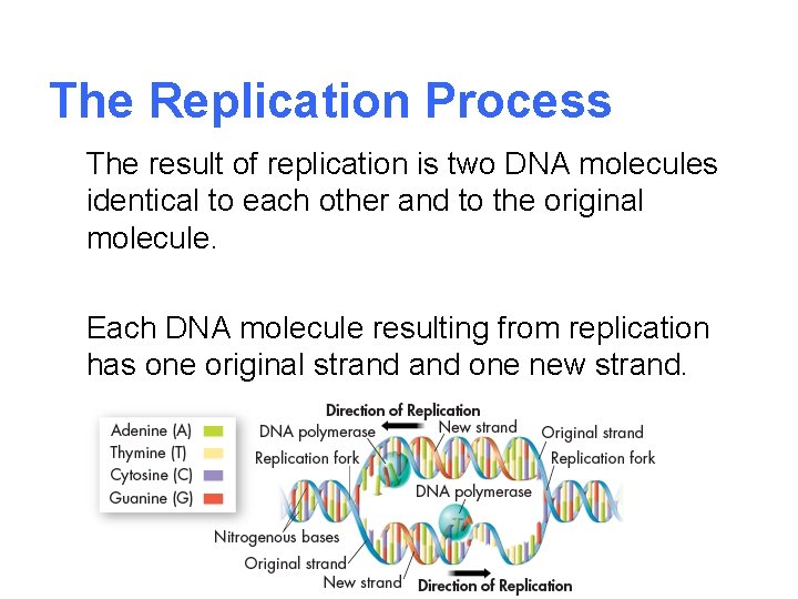 The Replication Process The result of replication is two DNA molecules identical to each