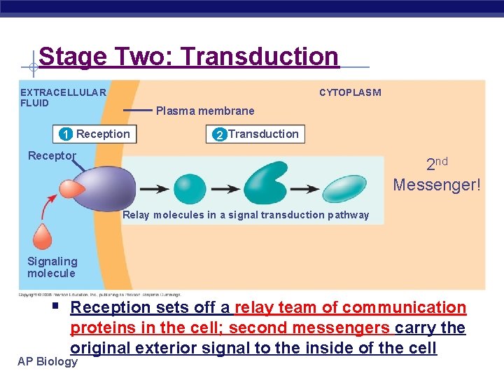 Stage Two: Transduction CYTOPLASM EXTRACELLULAR FLUID Plasma membrane 1 Reception 2 Transduction Receptor 2