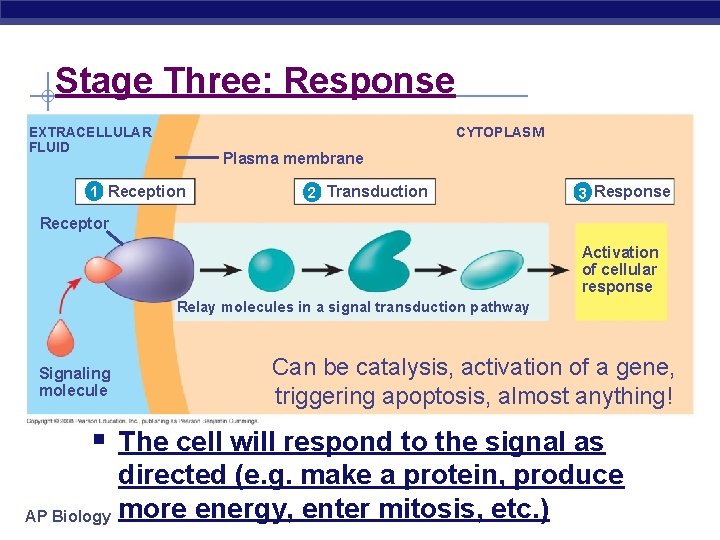 Stage Three: Response CYTOPLASM EXTRACELLULAR FLUID Plasma membrane 1 Reception 2 Transduction 3 Response