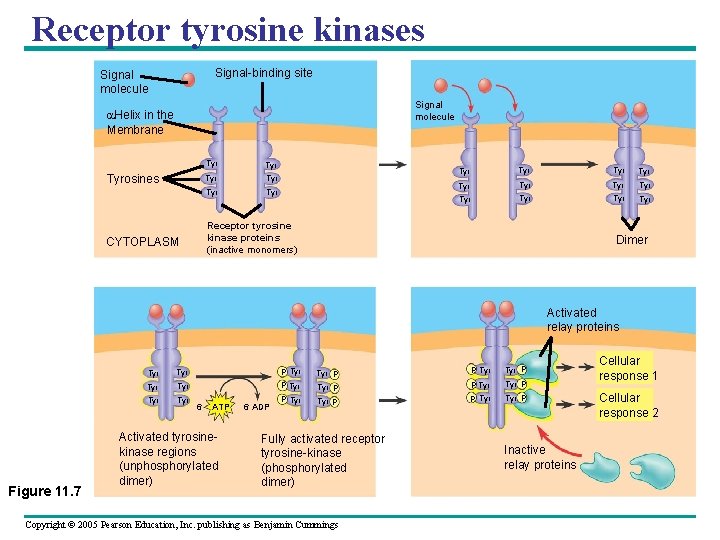 Receptor tyrosine kinases Signal-binding site Signal molecule Helix in the Membrane Tyrosines Tyr Tyr