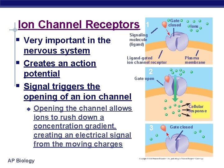 Ion Channel Receptors § Very important in the § § 1 Opening the channel