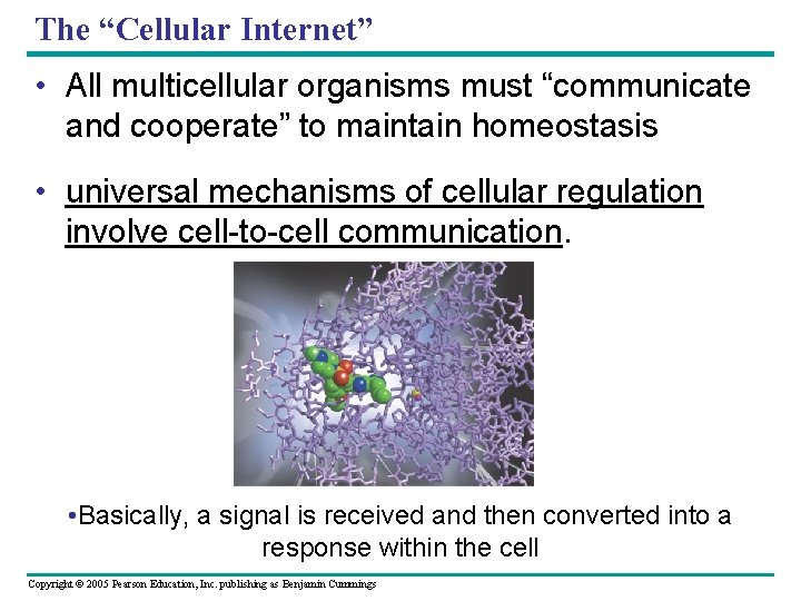 The “Cellular Internet” • All multicellular organisms must “communicate and cooperate” to maintain homeostasis