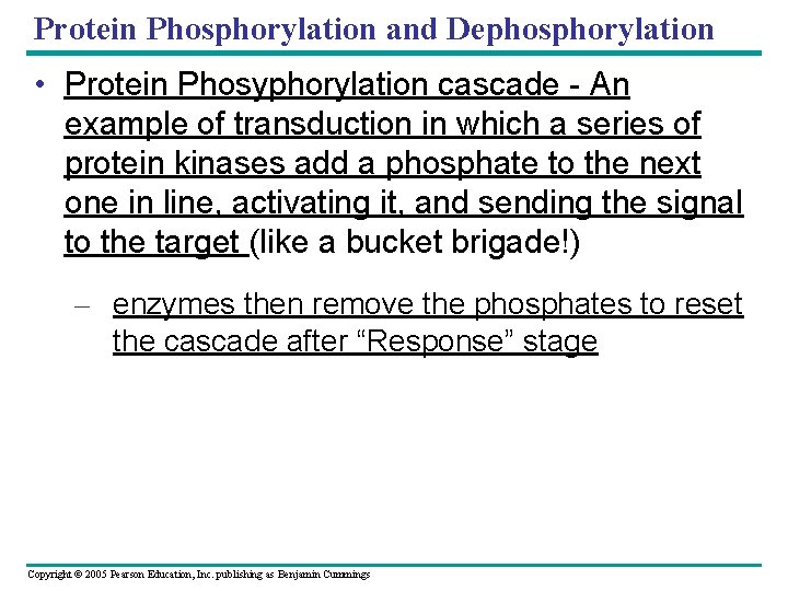 Protein Phosphorylation and Dephosphorylation • Protein Phosyphorylation cascade - An example of transduction in