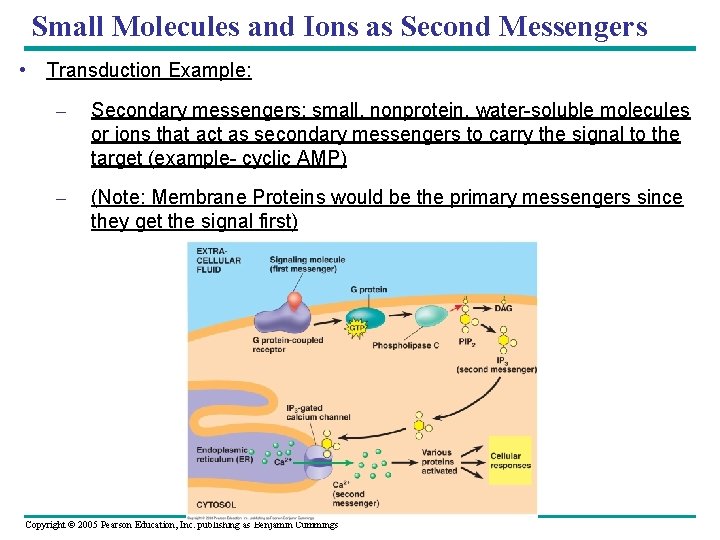Small Molecules and Ions as Second Messengers • Transduction Example: – Secondary messengers: small,