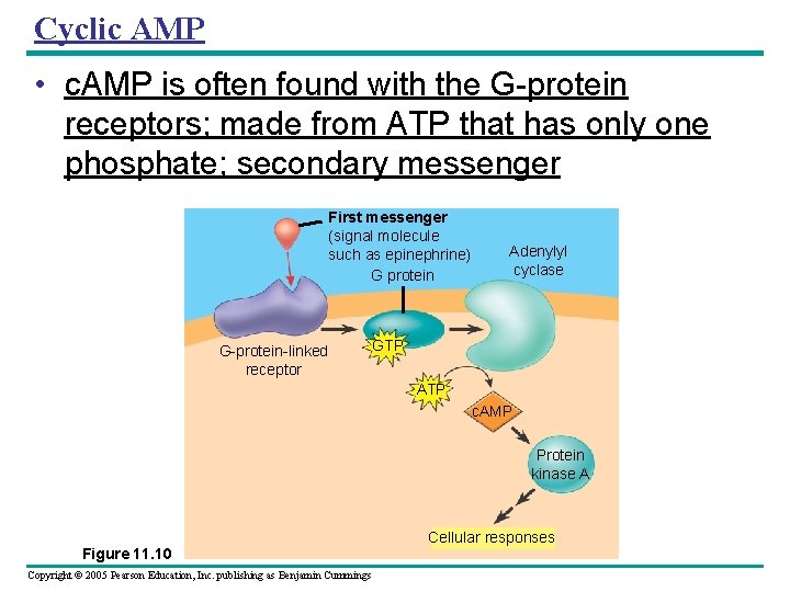 Cyclic AMP • c. AMP is often found with the G-protein receptors; made from