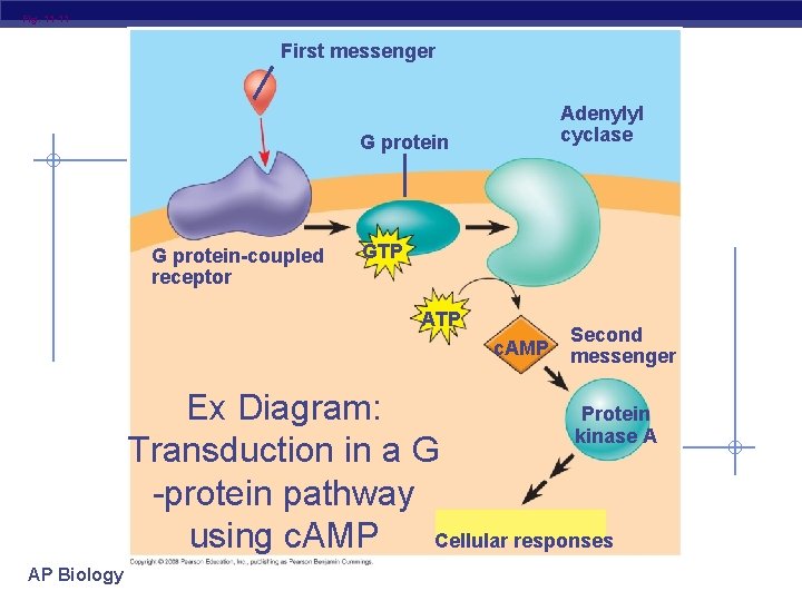 Fig. 11 -11 First messenger Adenylyl cyclase G protein-coupled receptor GTP ATP c. AMP