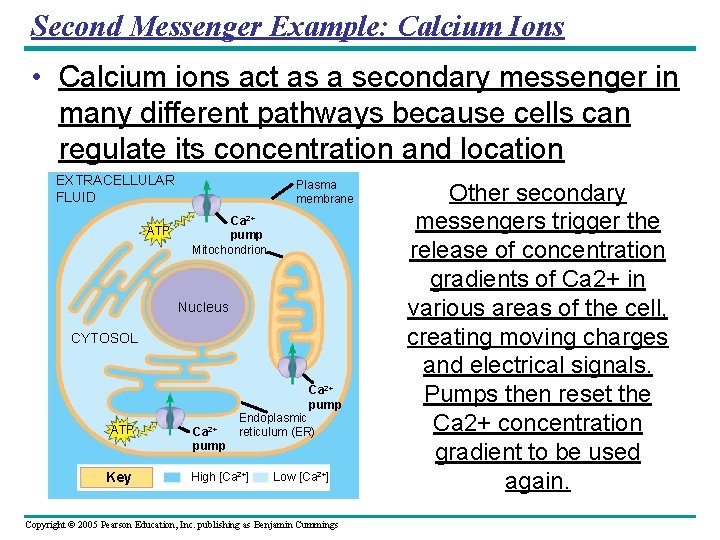 Second Messenger Example: Calcium Ions • Calcium ions act as a secondary messenger in