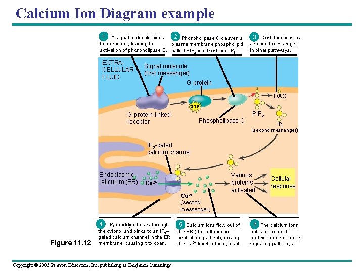 Calcium Ion Diagram example 1 A signal molecule binds 2 Phospholipase C cleaves a